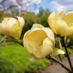 Magnólia Soulangeova (Magnolia × soulangeana) ‘HONEY TULIP’® - výška 80-110 cm, kont. C5L (-29°C) 
